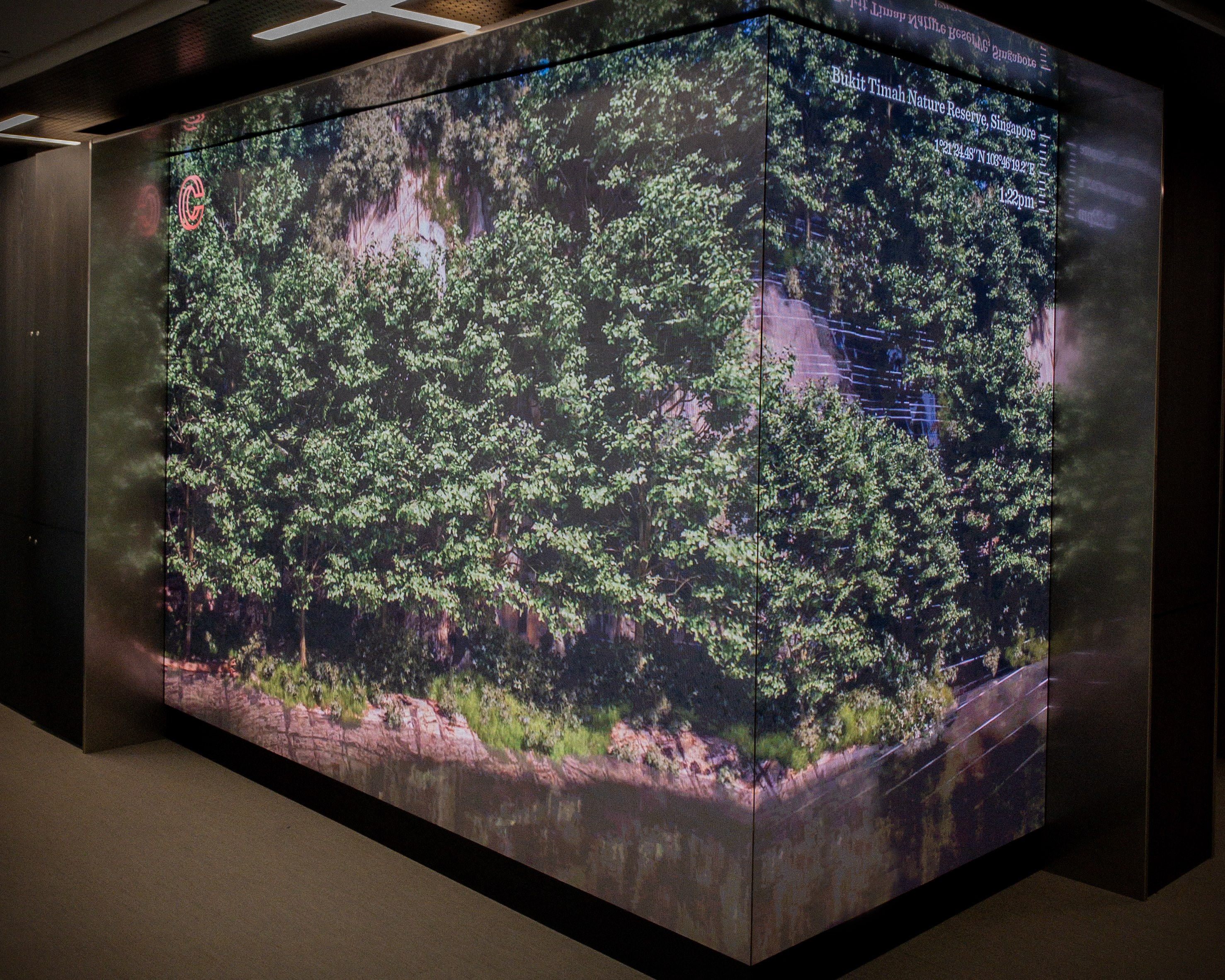 A corner screen showing a rainforest.