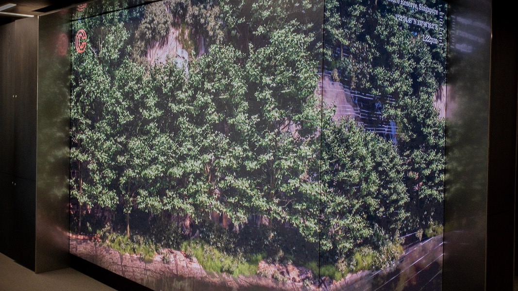 A corner screen showing a rainforest.